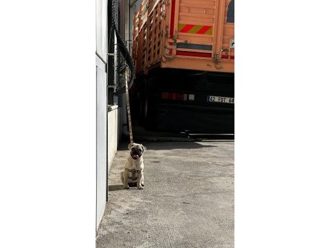 Pug mops 55 - 65 günlük erkek - dişi yavrular