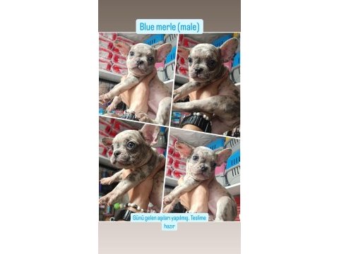 2 blue brindle dişi 1 blue merle erkek french bulldog