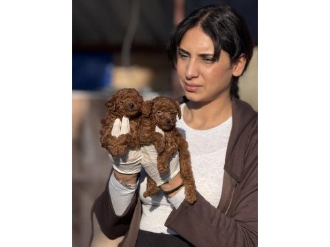 Kore poodle yavrularımız