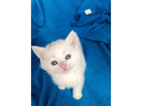 British shorthair 2 aylık dişi ve erkek