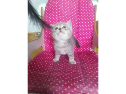 Teslime hazır british shorthair yavrularım