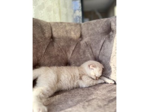 Oyuncu kedilerim 3 aylık scottish fold