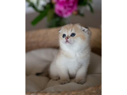 Yuvarlak hatlı golden scottish fold