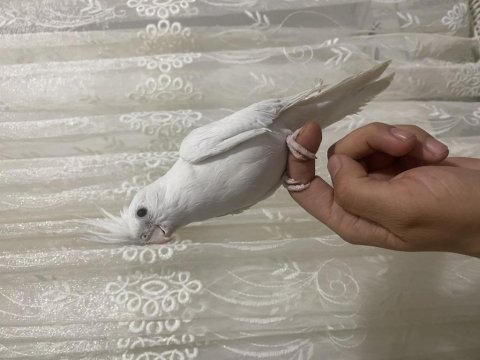 Mutasyon 2 adet yeme düşen yavru kuşlar ele alışkın