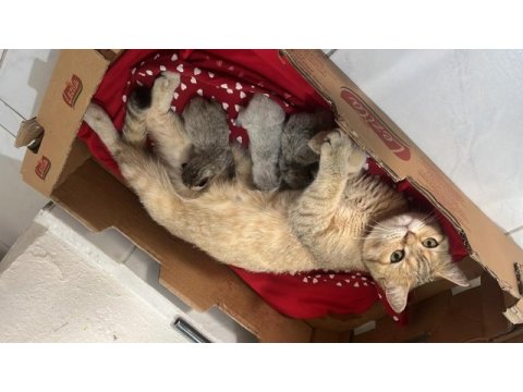 Yavru scottish fold