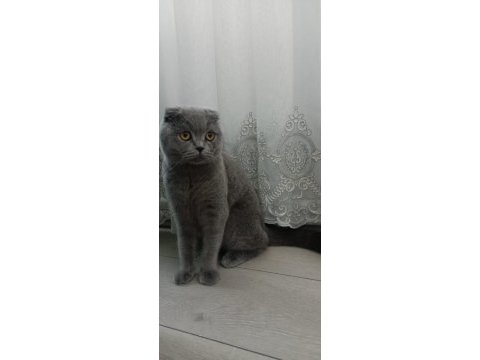 Acil sahiplendirme scottish fold takas olur