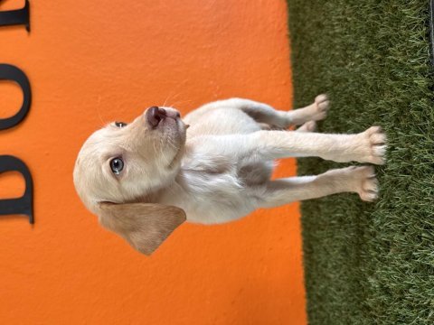 Farklılık isteyene labrador retriever