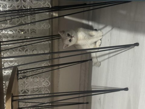 British shorthair yavru kedimiz