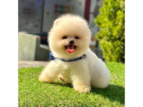 Safkan pomeranian boo yavrularımız