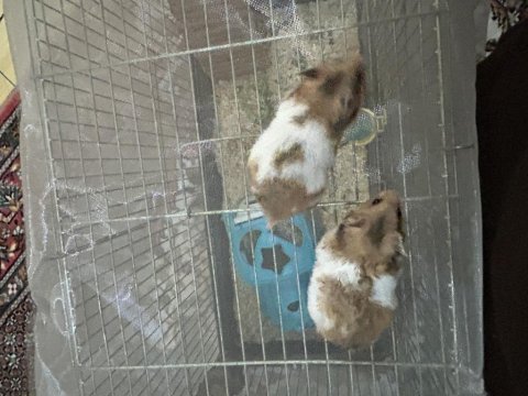 Son üç hamster miniğimiz