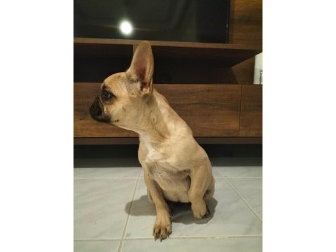 6 aylık dişi coco fawn french bulldog
