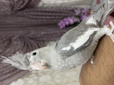 Yavru ıslık çalan erkek sultan papağanı