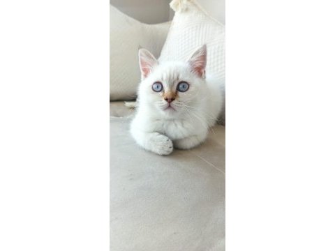 Blue point british shorthair yavrularımız yuva arıyor