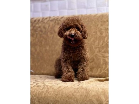 Safkan şecereli toy poodle