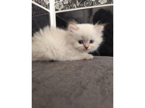 Safkan british longhair
