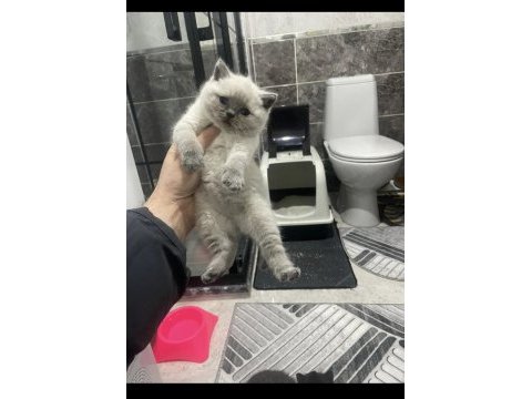 Koca kafalı british shorthair