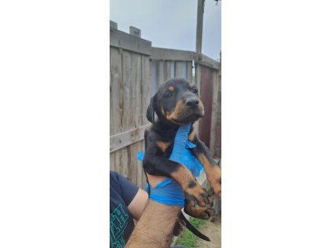 Orjinal blue ve europe doberman