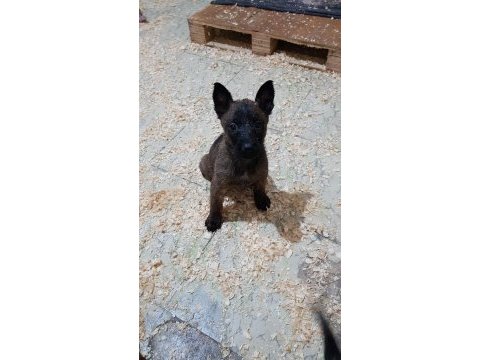 Safkan orjinal maskeli malinois