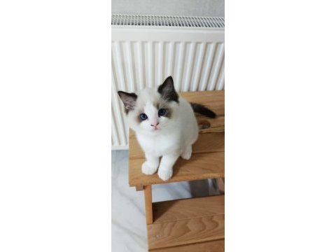Safkan ragdoll bebeklerimiz yeni yuvalarını arıyor