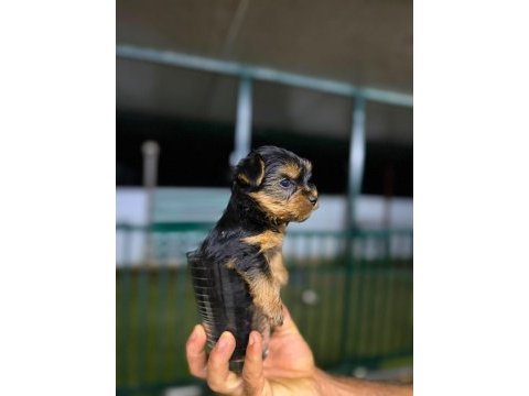 Teacup mini boy yorkshire terrierler