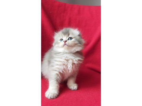British longhair