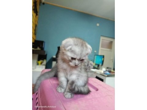 Muhteşem güzellikte scottish fold bebeklerimiz