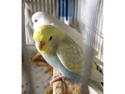 Yeni yeme düşmüş dişi ve erkek yavru kuşumuz