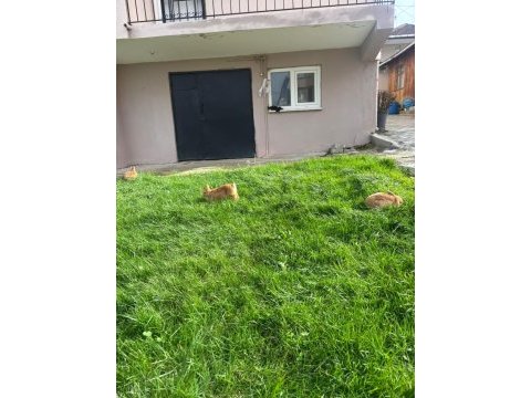 Hollanda lop mini lop cüce tavşan yavruları gönderim var