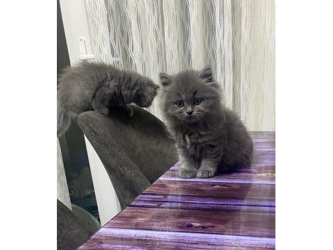 British shorthair ve longhair 2 aylık yavrular