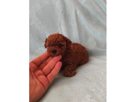 Poodle minişlerim