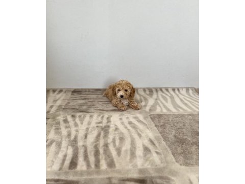 Toy poodle aşılı erkek bebek