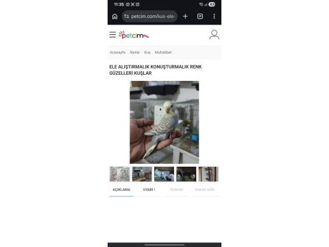 Ele alıştırmalık konuşturmalık kuşlar mevcuttur