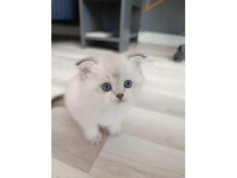 Silver scottish fold blue point silver ingiliz kedisi