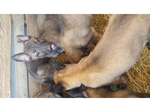 Malinois sağlam kan hattı