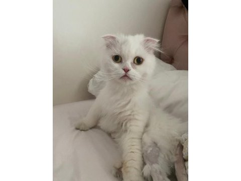 Sevimli uysal kedi