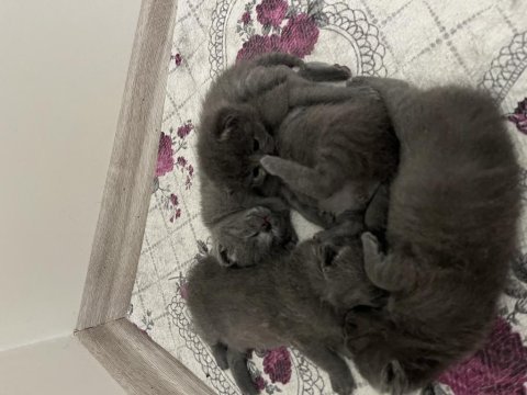 Son 2 yavru british shorthair uyguna verilecektir
