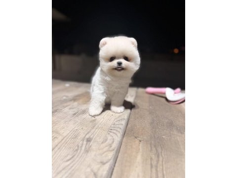 Teacup teddy üst kalite pomeranian