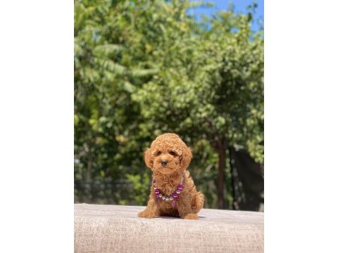 Çok sevimli ve oyuncu toy poodle yavrularımız