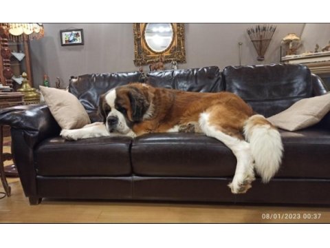 Sarkan st bernard yavrular