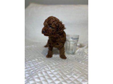 Orijinal toy poodle bebekler