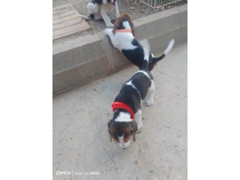 Elizabeth beagle yavrular