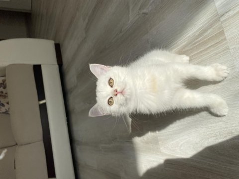 Sliver yavru kedimiz