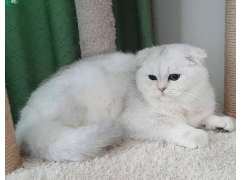 Yeşil gözlü yavruları scottish fold