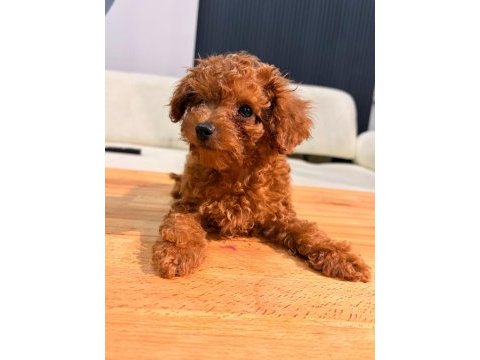 Poodle evin en miniği kendine yuva arıyor