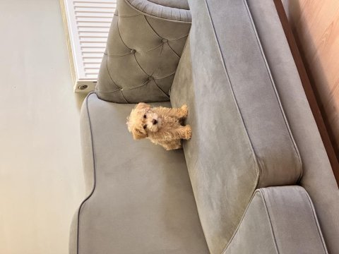 Toy poodle apricot