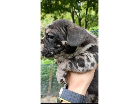 2 aylık french bulldog yavrular
