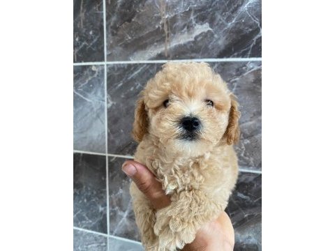 Bichon frise yavrular