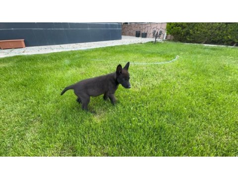 North american wolfdog ve alman kurdu yavruları