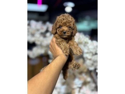 A kalite ırk sağlık garantili maltipoo yavruları