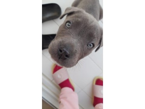 Cane corso yavrusu 2 aylık